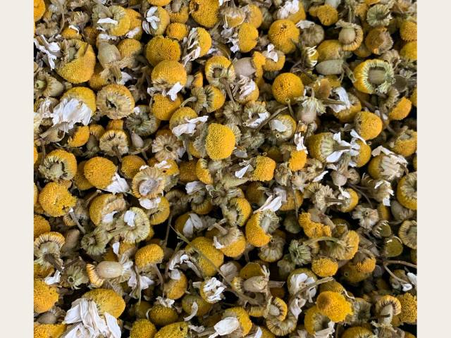 Manzanilla 🌼