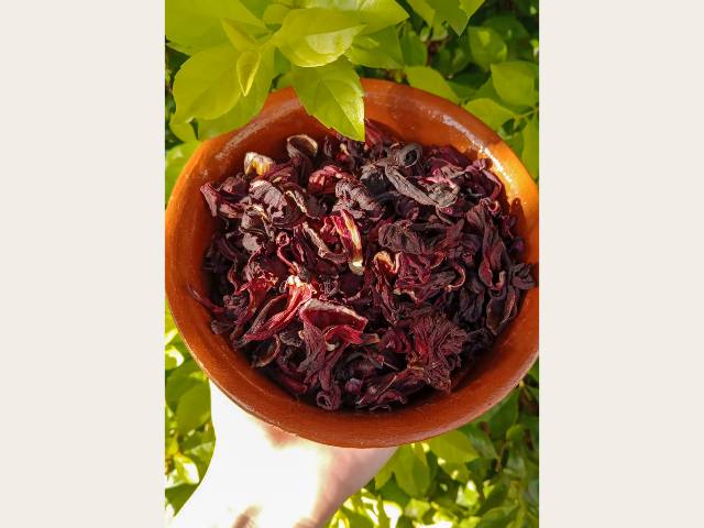 Flor de Jamaica