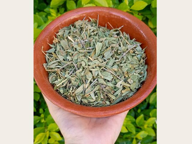Poleo 🌿