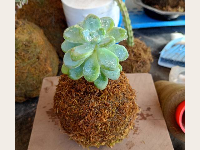 Kokedamas!