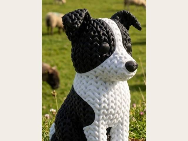 Border Collie de punto