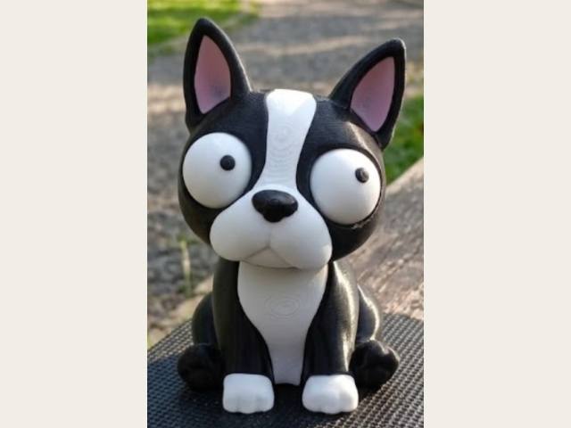 Boston Terrier