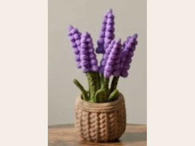 Lavanda