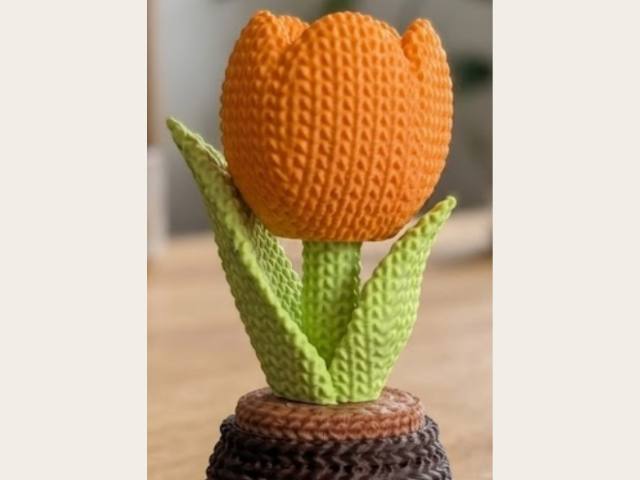 Tulipan