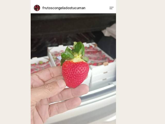 Puesto frutos congelados Tucuman